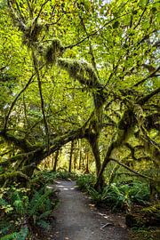 Pfad durch den beeindruckenden Hoh Rainforest, Olympic Nationalpark