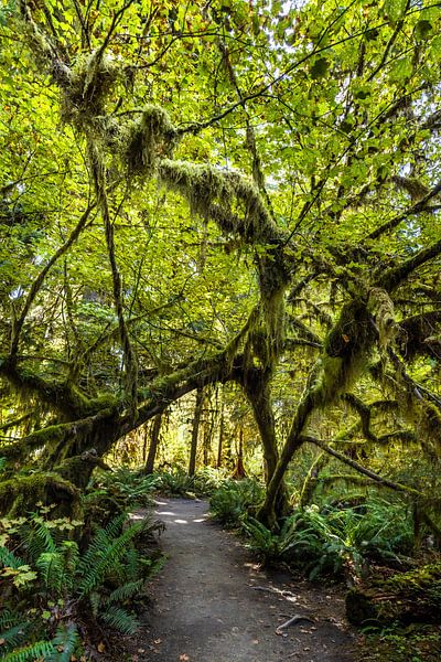 Pfad durch den beeindruckenden Hoh Rainforest, Olympic Nationalpark von Melanie Viola