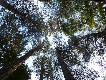 Bos, bomen en lucht van Henny Buis