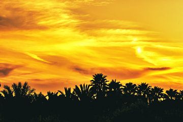 Zonsondergang achter palmbomen van Dieter Walther
