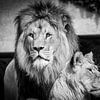 Löwe und Löwin von LUNA Fotografie