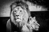 Lion et lionne
