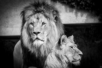 Leeuw en leeuwin van LUNA Fotografie