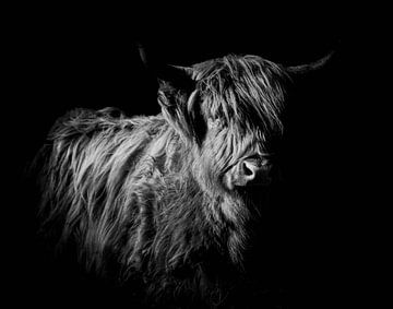 Schotse Hooglander van Lens_en_Dier/Vizier Fotografie