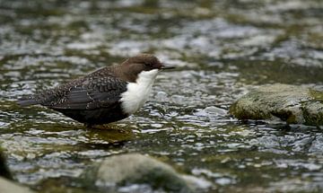 Schwarzbauch-Wasseramsel von Ronald Kromkamp