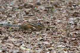 Siberian Squirrel by Merijn Loch