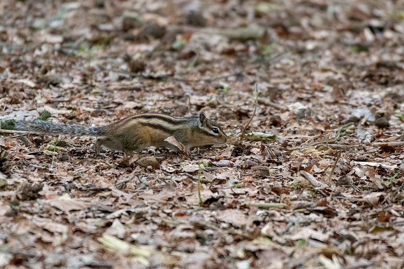 Sibirisches Eichhörnchen von Merijn Loch