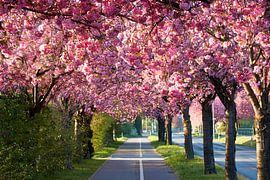 Kirschlüte im Holzweg in Magdeburg in Deutschland von Heiko Kueverling