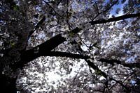 Bloesemboom