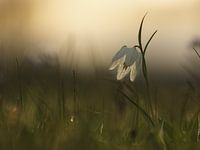 Fritillarys