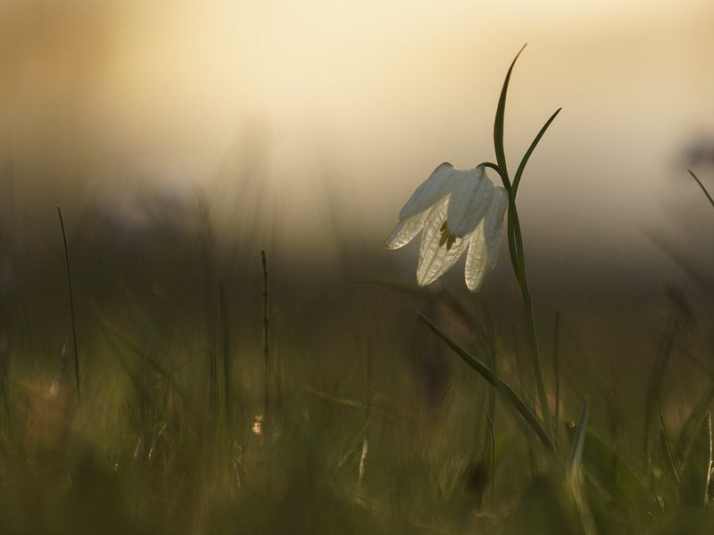 Fritillarys by Ton Valk