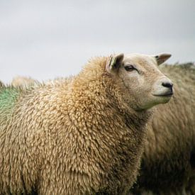 Bunte Schafe von Monique van der Steen
