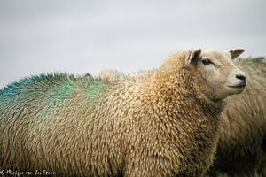 Moutons colorés sur Monique van der Steen