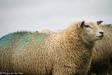 Kleurrijk schaap van Monique van der Steen