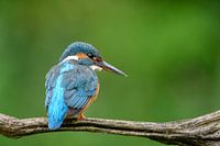 Ijsvogel in rust op tak