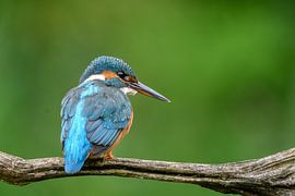 Eisvogel in Ruhe auf Ast von Brenda
