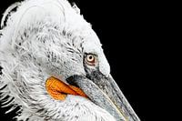 Schöner Pelikan mit schwarzem Hintergrund