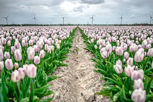 Polder mit Tulpen im unendlichen Tiefland