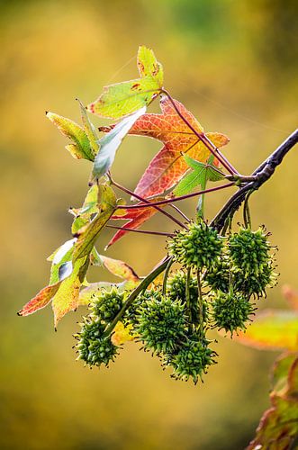 Sprig of a sweet gum tree