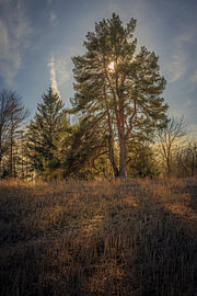 Baum im goldenen Gegenlicht von Harald Bader Photography