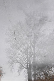 Baum von Erik Buitenhuis