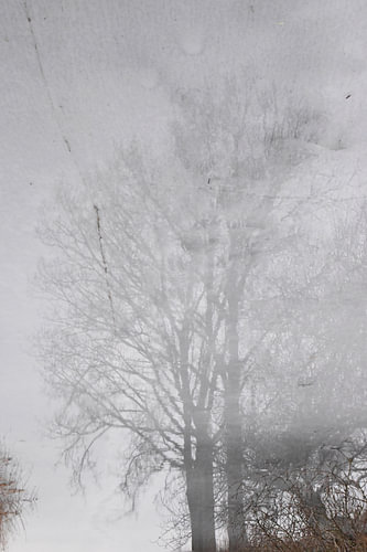 Baum