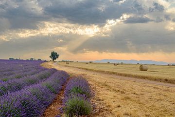 Bloeiende lavendel in de Provence tijdens zonsopgang van Sjoerd van der Wal Fotografie