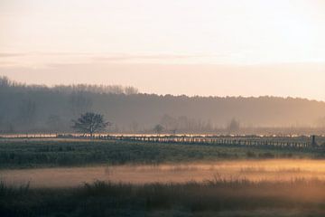 L'hiver dans le Braakman, une réserve naturelle en Zeeuws-Vlaanderen (1)