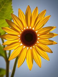 Une profusion de fleurs dorées