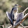 Reiher ruht sich in der Sonne aus von Erwin Schenk