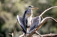 Heron rests in the sun