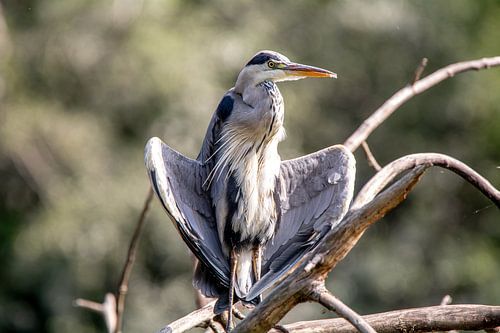 Reiger rust in de zon