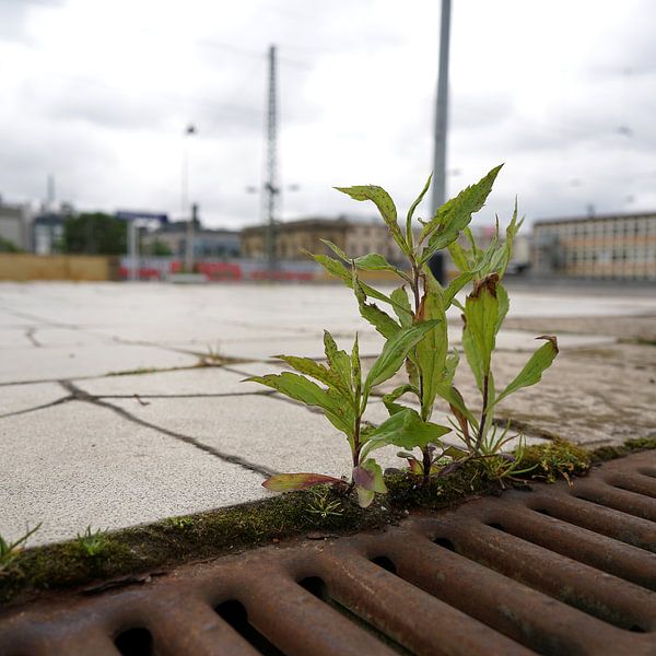 Plante sur un quai de gare par Heiko Kueverling