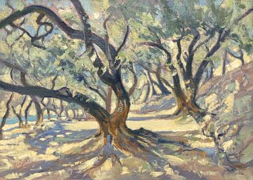 Tree A1 93 in the olive grove