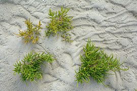 Queller (Salicornia europaea) in the mudflats by Peter Eckert