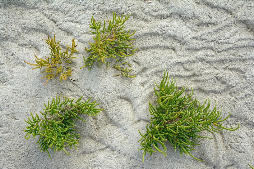 Queller (Salicornia europaea) im Watt von Peter Eckert