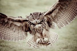 impressive flight... by Els Fonteine