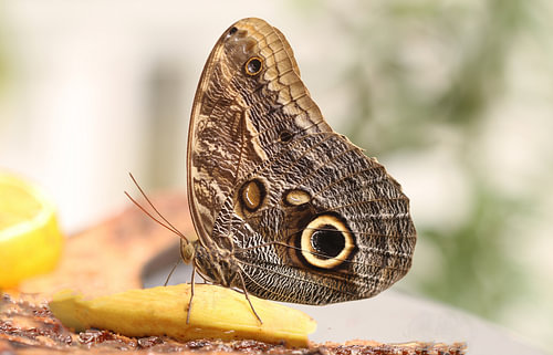 papillon banane sur Matthias Brix