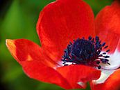Rote anemone von Jessica Berendsen Miniaturansicht