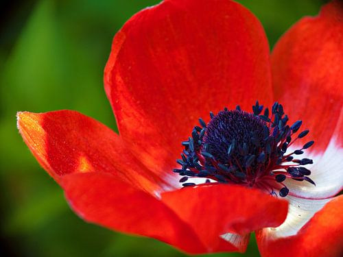 Rote anemone