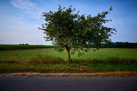 Roadside tree by Jenco van Zalk