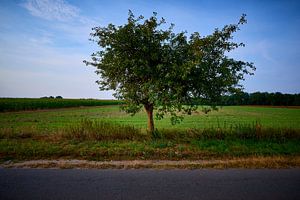 Straßenrand-Baum