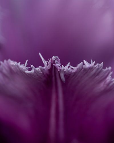 Tulipe violette