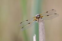 Four-spot