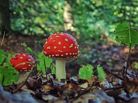 Big brother  van Aart Lameris