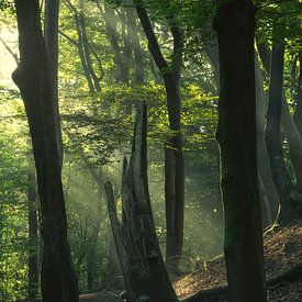 Zonnestralen in het bos - Speulderbos van Vincent Fennis
