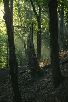 Sunbeams in the forest by Vincent Fennis