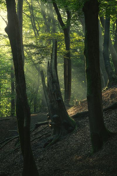 Sonnenstrahlen im Wald von Vincent Fennis