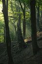 Sonnenstrahlen im Wald von Vincent Fennis Miniaturansicht