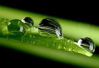Barley in a Droplet